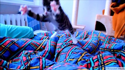 Zabawy kotka w slow motion
