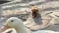 #Shorts Cute animals