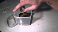 Przekładanie Chromatopelma cyaneopubescens, Info gatunkowe