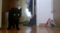 Cat In action