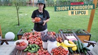 Zbiory pomidorów.  Podsumowanie lipca