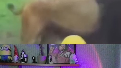 Jak Bóg chronił Daniela w jaskini lwów #faith #jesus