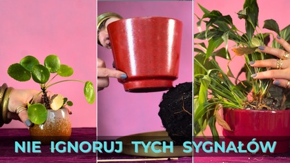 Kiedy KONIECZNIE przesadzić rośliny zimą? Nie ignoruj tych sygnałów! + vlog