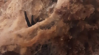 Eresus walckenaeri (adult female) feeding 