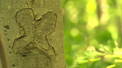 TVP3POZNAŃ - 15-06-2025 - Ogłoszenie nadawcy, Reklamy, Restart