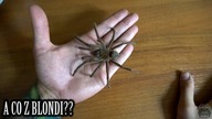 KOPULACJA Monocentropus balfouri! Oraz różne UPDATE!