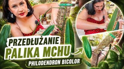 PHILODENDRON BICOLOR, PRZEDŁUŻANIE PALIKA Z MCHU!