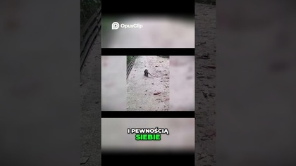 Wydra zaskakuje spacerowicza w Singapurze! Niezapomniane spotkanie