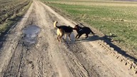 Irda i Dakkar - zamarznięta kałuża