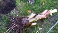 338-Mniejszy Bananowiec Ensete Ventricosum Green Wykopywanie, zimowanie