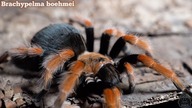 Dorosła samica Brachypelma boehmei ma gdzie mieszkać