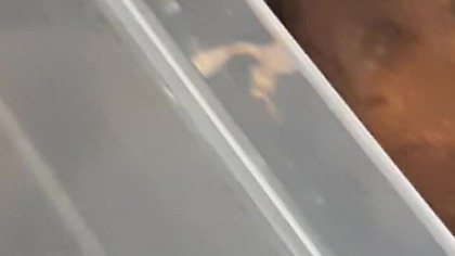 Curious Lucihormetica verrucosa femsle exploring (she wanted to see everything LOL)