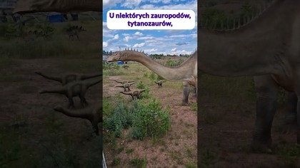 Dziwne nogi zauropodów! #dinozaury #paleontologia