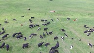 Pilnują krów przed zabiciem