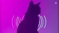 WV NR - Meow Meow Meow (Dubstep Phonk 2025)