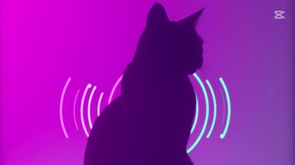 WV NR - Meow Meow Meow (Dubstep Phonk 2025)