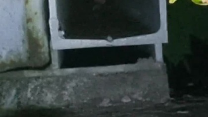 Kuna w metalowej belce