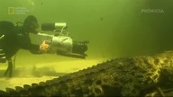 dokument o przyjaźni człowieka z krokodylem