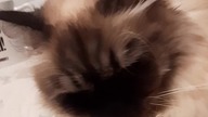 Luna loves 2b pet 