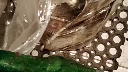 Sprzątamy las ze streamów! Sprzątanie świata z Caritas! Warto uprzątnąć swoją okolicę! Pozdrawiamy!