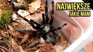 Moje NAJWIĘKSZE ptaszniki  C.  minax- Thai big black + KOKON