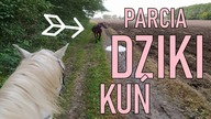 Jeden jeździec, dwa konie i teren!