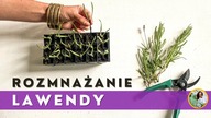 Rozmnażanie lawendy przez sadzonki zielne.  Lawenda w ogrodzie