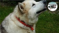 Jak zrobić prosto w 5 minut obrożę dla psa [5 MINUT EASY DOG COLLAR DIY] - Pomysły plastyczne DiY