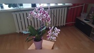 #119 Storczyk (orchidea) - jak zrobić nawóz do storczyków z czosnku?