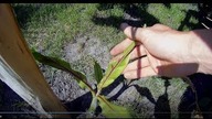Odc-741. Ile urosło odrostów u sikkimensis, basjoo,balbisiana,yuanensis,kanna stuttgart,arundo, itp
