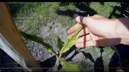 Odc-741. Ile urosło odrost&oacute;w u sikkimensis, basjoo,balbisiana,yuanensis,kanna stuttgart,arundo, itp