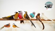 3 POMYSŁY JAK ZROBIĆ PTASZKI DO DEKORACJI [3 IDEAS FOR DECORATIONS BIRDS] - Pomysły plastyczne DiY