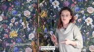 Jak PRZESADZIĆ duzego filodendrona, przerośniętą monstere? Przesadzanie DUŻYCH roślin domowych