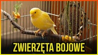 10 ZWIERZĄT BOJOWYCH
