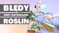 Najczęściej popełniane BŁĘDY przy ratowaniu ROŚLIN DOMOWYCH.  Co szkodzi roślinom doniczkowym?