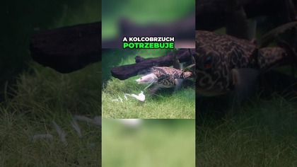 Kolcobrzuch vs krewetka 