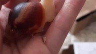Lissachatina fulica albino body 