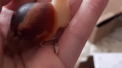 Lissachatina fulica albino body 