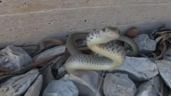 Snake attack