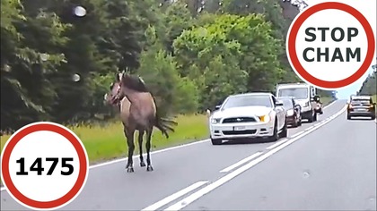Stop Cham #1475 - Niebezpieczne i chamskie sytuacje na drogach