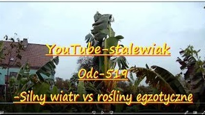 Odc-519-Silny wiatr vs rośliny egzotyczne. (Czat)(UWAGA-Test premiera?)
