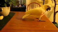 Papuga vs laser