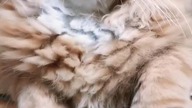  Eryk #cat #mainecoon #shortsvideo