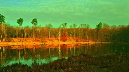 Urzekająca ptasia harmonia wieczorna 4K