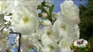 Ghost Of A Rose