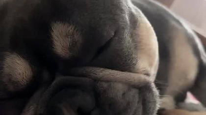 Mlask ! Mlask ! Mlask !