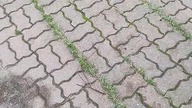 PANDEMIA 2. 0 Netoperek z Koszalina