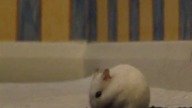 Chomik Gucio