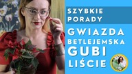 Dlaczego Gwiazda Betlejemska GUBI LIŚCIE ? #Shorts