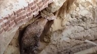 Ratowanie uwięzionego lamparta